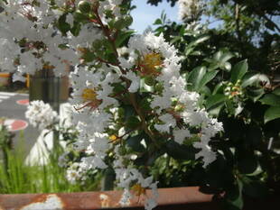 白いサルスベリ（百日紅）もあります♪