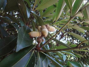 実りの秋が、近づいています
