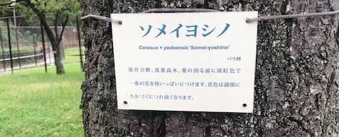 10月なのにソメイヨシノが狂い咲き?の写真