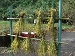 トンボとり大作戦⑤＋稲刈りを開催しました