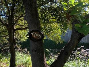 イイギリの実が色づいています