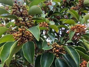 クロガネモチがたくさんの実をつけています