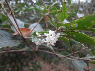 ギンモクセイ？ヒイラギ？ヒイラギモクセイ？どれなの？