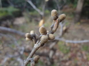 春を待つ「新芽」がたくさん