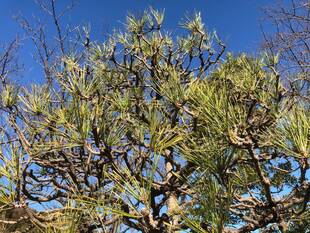 マツのもみあげ