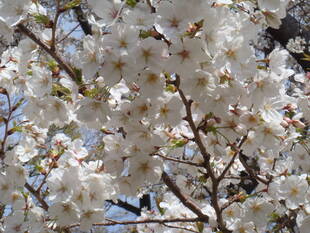 【予告】2020年3月1日よりサクラの開花情報を発信します