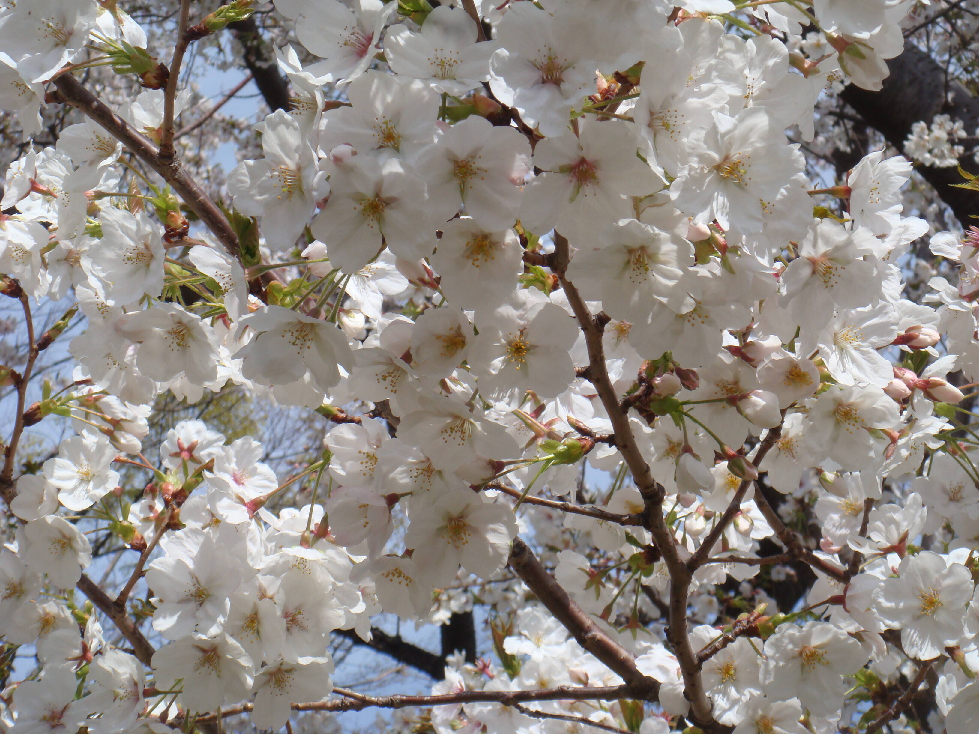 【予告】2020年3月1日よりサクラの開花情報を発信しますの写真