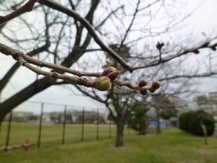 長浜公園サクラ開花情報【3月9日】の状況