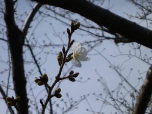 長浜公園サクラ開花情報【3月17日】の状況