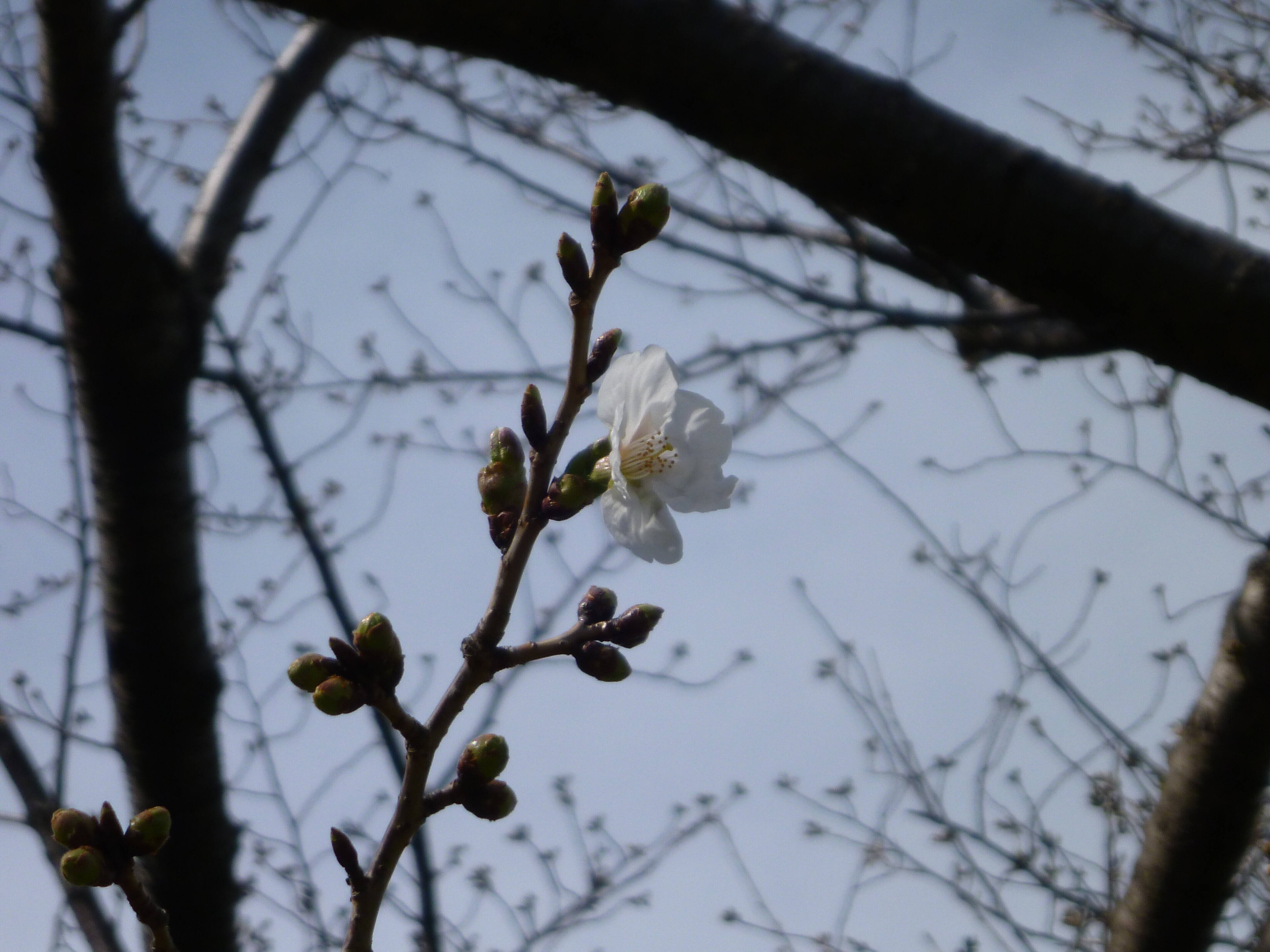 長浜公園サクラ開花情報【3月17日】の状況の写真