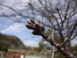 長浜公園サクラ開花情報【3月4日】の状況