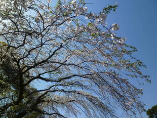 長浜公園サクラ開花情報【3月25日】の状況