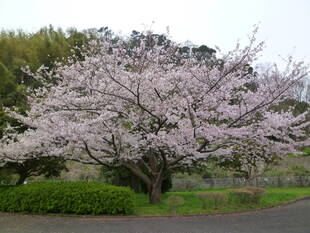 長浜公園サクラ開花情報【3月31日】の状況