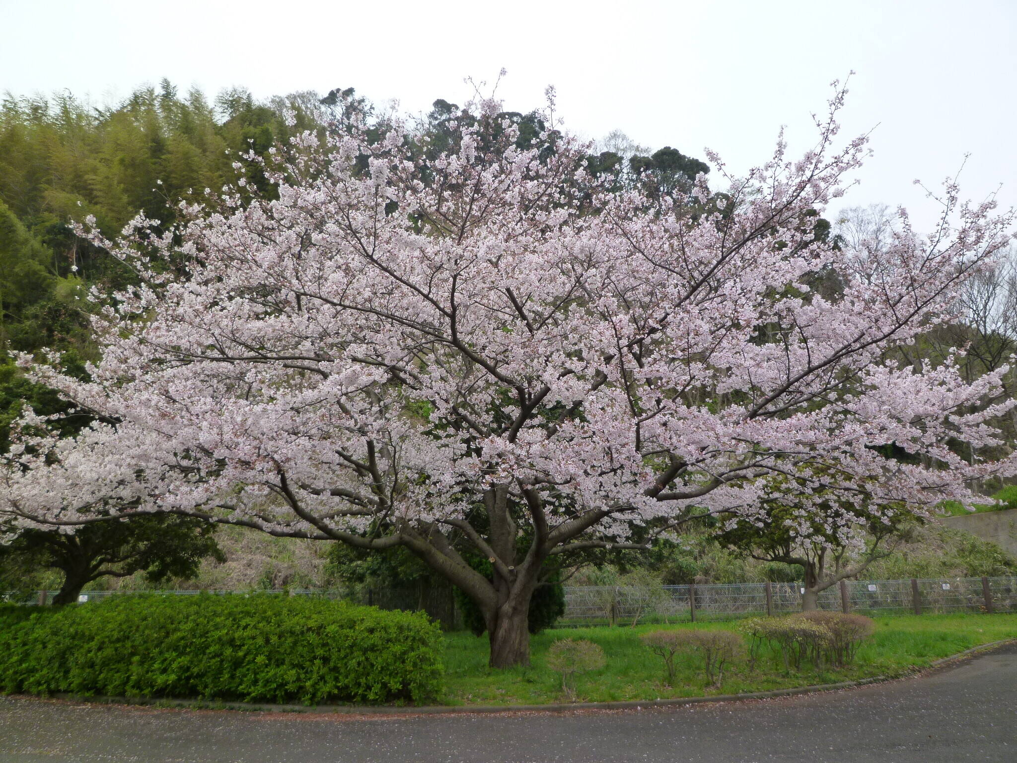 長浜公園サクラ開花情報【3月31日】の状況の写真