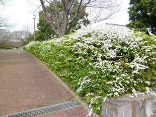 ユキヤナギが咲き始めました！