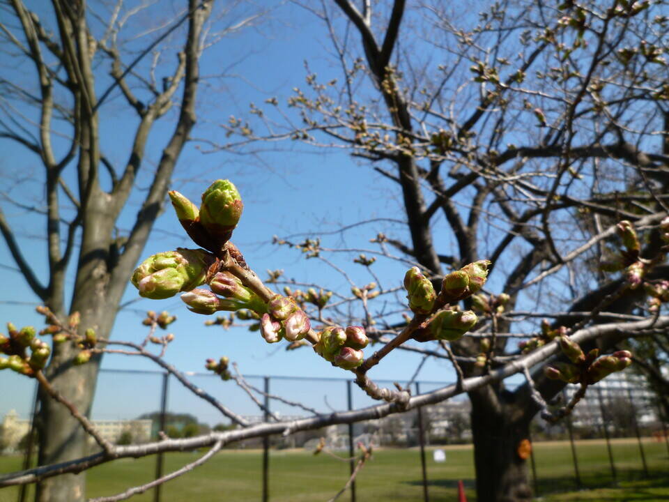 長浜公園サクラ開花情報【3月18日】の状況の写真