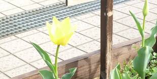 長浜公園　春分の日♪