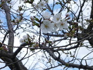 長浜公園サクラ開花情報【3月20日】の状況（開花！）