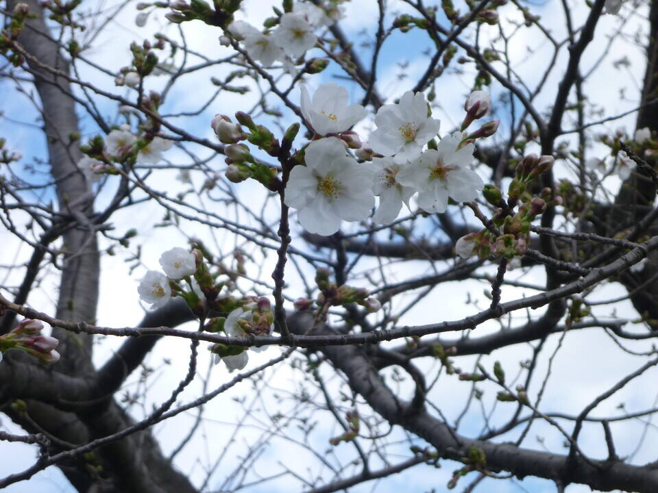 長浜公園サクラ開花情報【3月20日】の状況(開花!)の写真