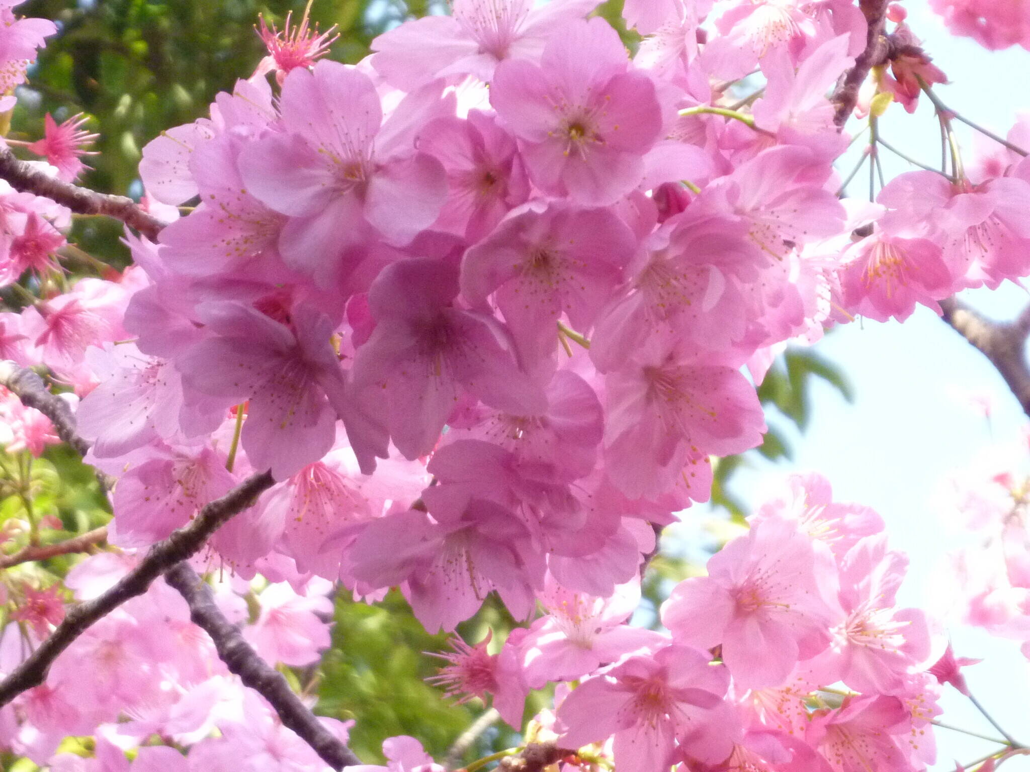長浜公園サクラ開花情報【3月21日】の状況の写真