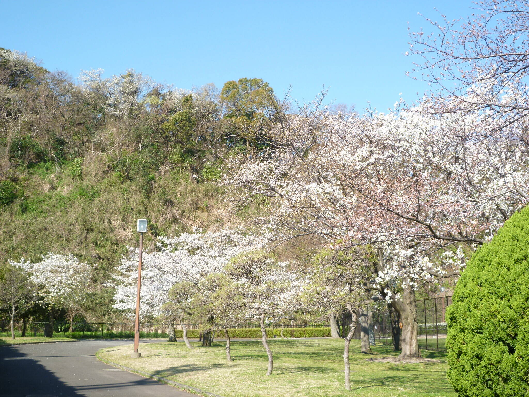 長浜公園サクラ開花情報【3月24日】の状況の写真