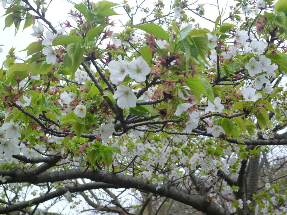 長浜公園サクラ開花情報【3月28日】の状況の写真