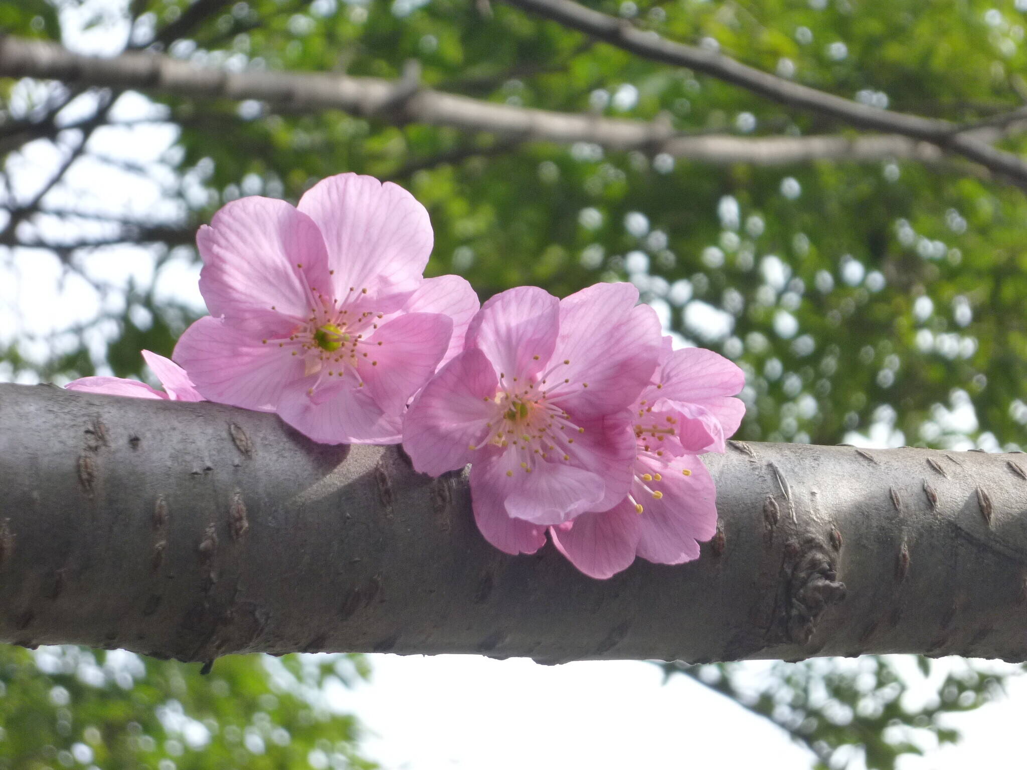 長浜公園サクラ開花情報【3月13日】の状況の写真