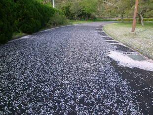 長浜公園サクラ開花情報【4月2日】の状況