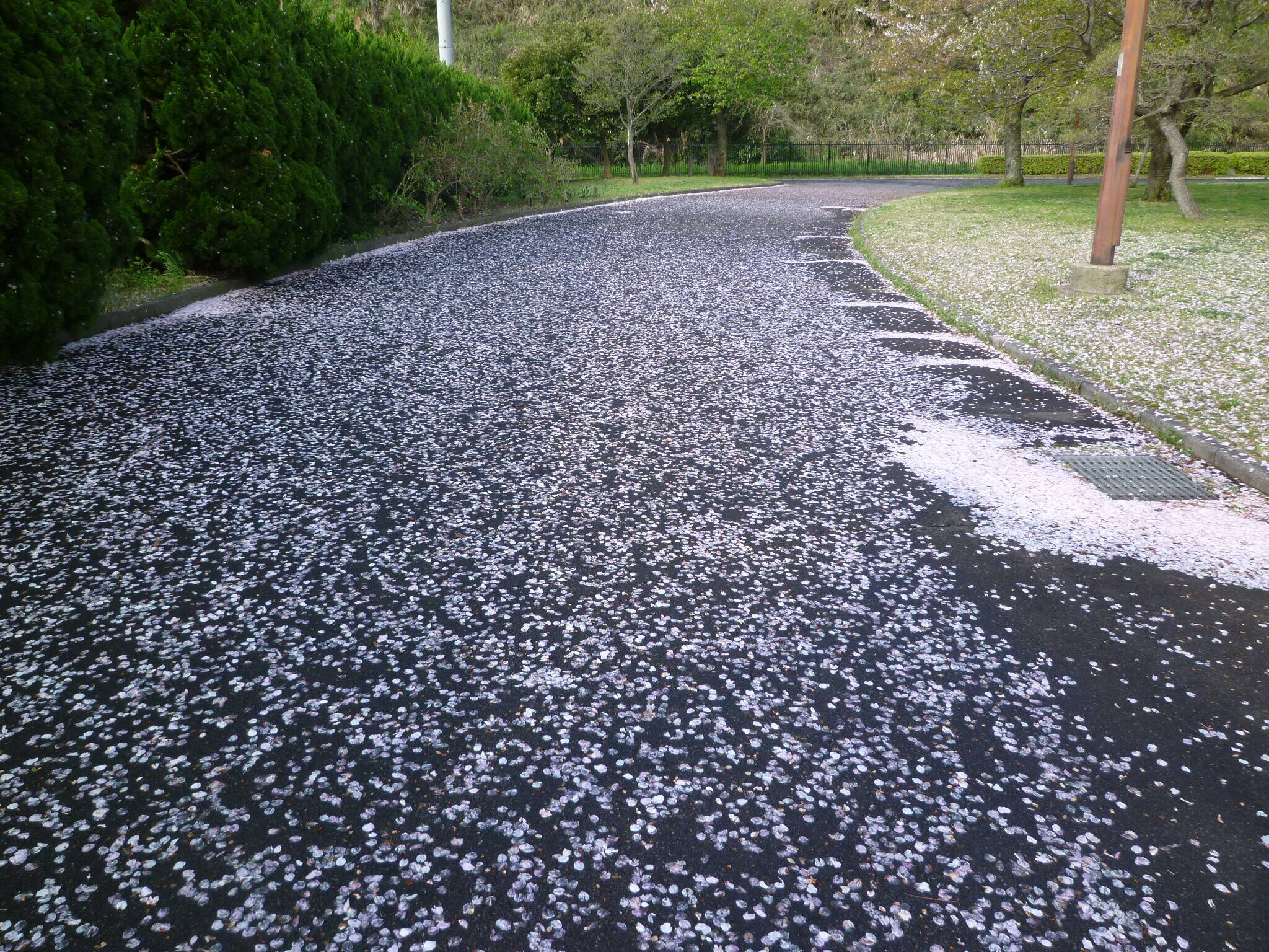 長浜公園サクラ開花情報【4月2日】の状況の写真