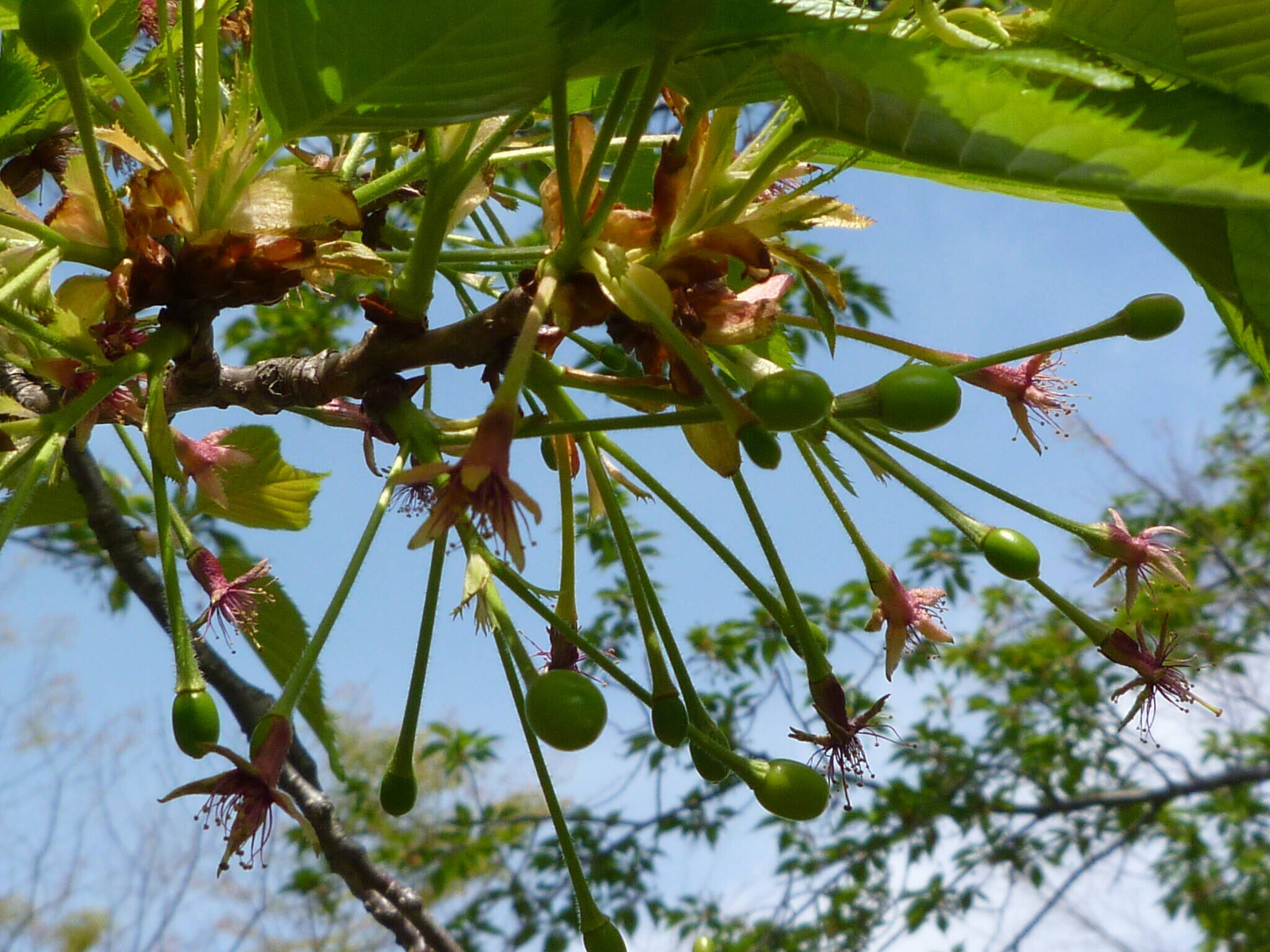 長浜公園サクラ開花情報【4月7日】の状況の写真