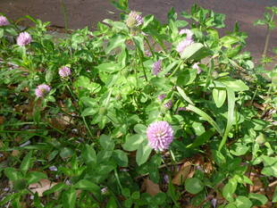 【蓮華】（れんげ）の花♪　➡【訂正】アカツメクサでした。