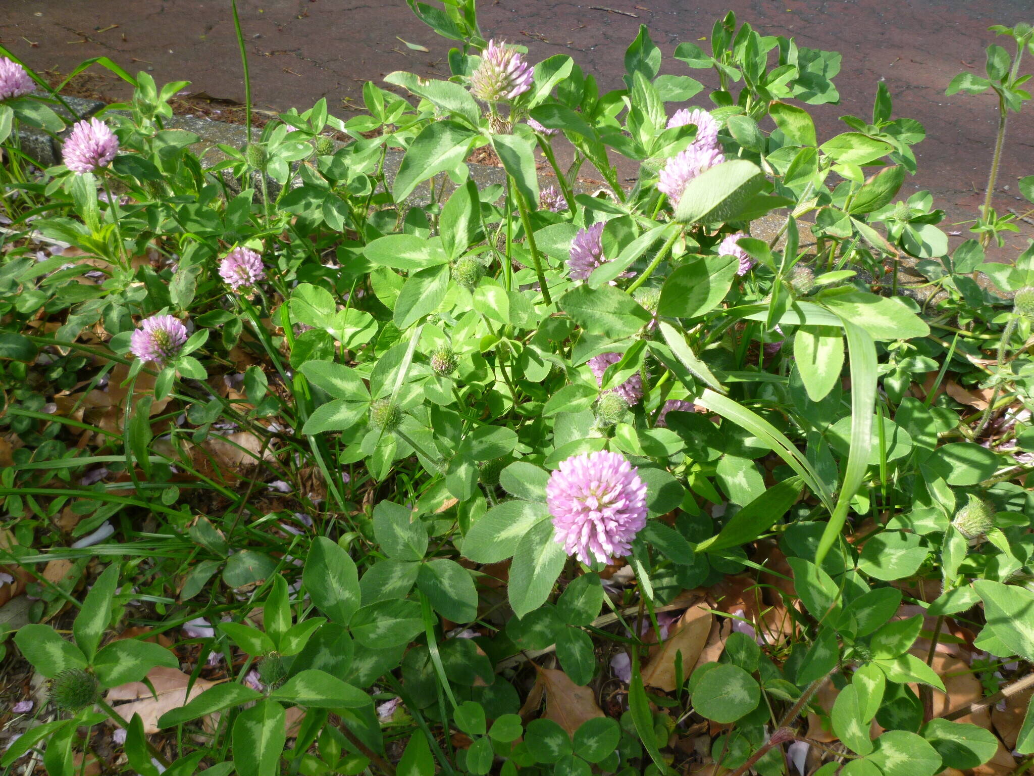 【蓮華】(れんげ)の花♪ ➡【訂正】アカツメクサでした。の写真