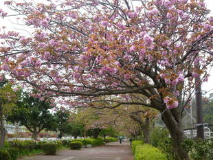長浜公園サクラ開花情報【4月12日】の状況