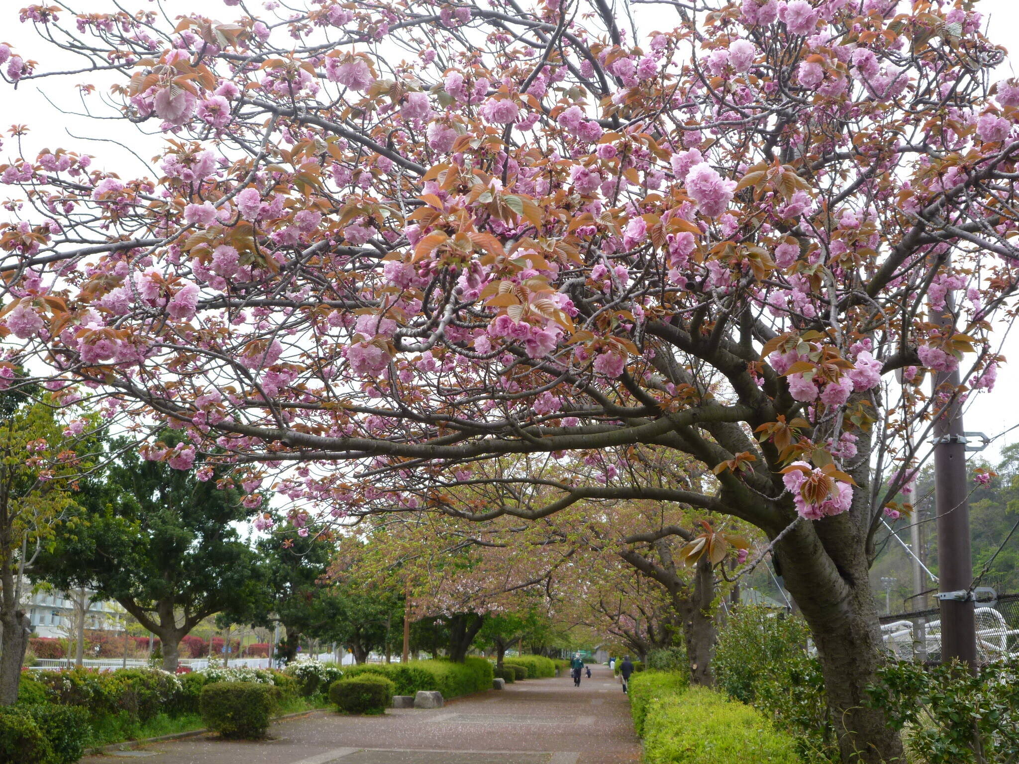 長浜公園サクラ開花情報【4月12日】の状況の写真