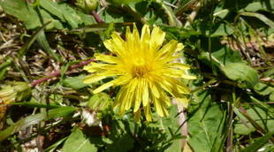 長浜公園の春景色♪