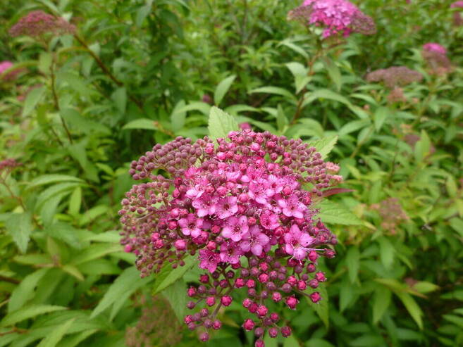 小さな花が集まって咲くシモツケの花がかわいい ブログ 長浜公園公式サイト 公益財団法人 横浜市緑の協会