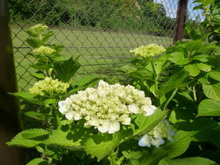 梅雨が待ち遠しいアジサイ街道！