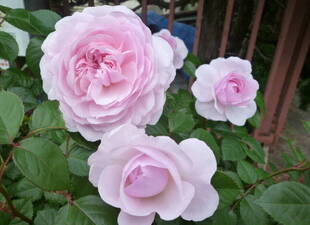 長浜公園の近況