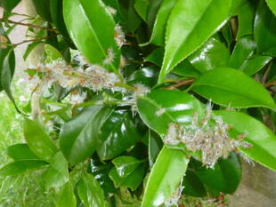 ご存知ですか？【チャドクガ】