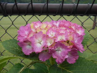 アジサイ街道ふたたび！