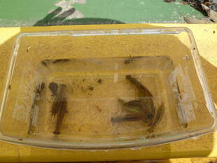 『ヤゴ救出大作戦』を実施しました♪