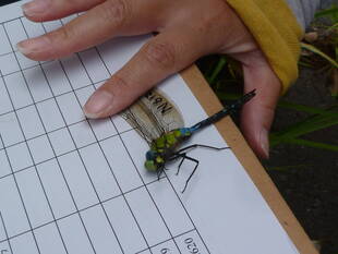 トンボとり大作戦（今年度①回目）を開催しました♪
