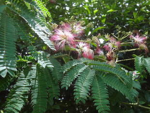 初夏を迎える花々たち