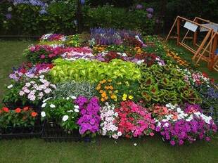 花壇の花苗情報