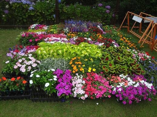 花壇の花苗情報の写真