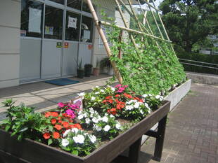 長浜公園グリーンカーテンの始まり