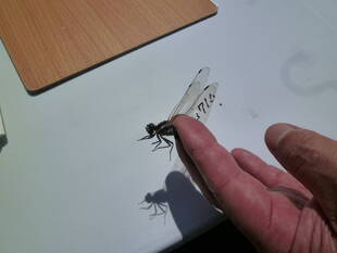 トンボとり大作戦（今年度②回目）を開催しました♪