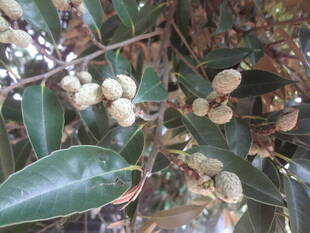 長浜公園からの夏の便り