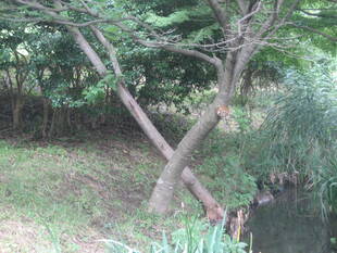 長浜公園のミステリーを探せ！（夏休み企画）