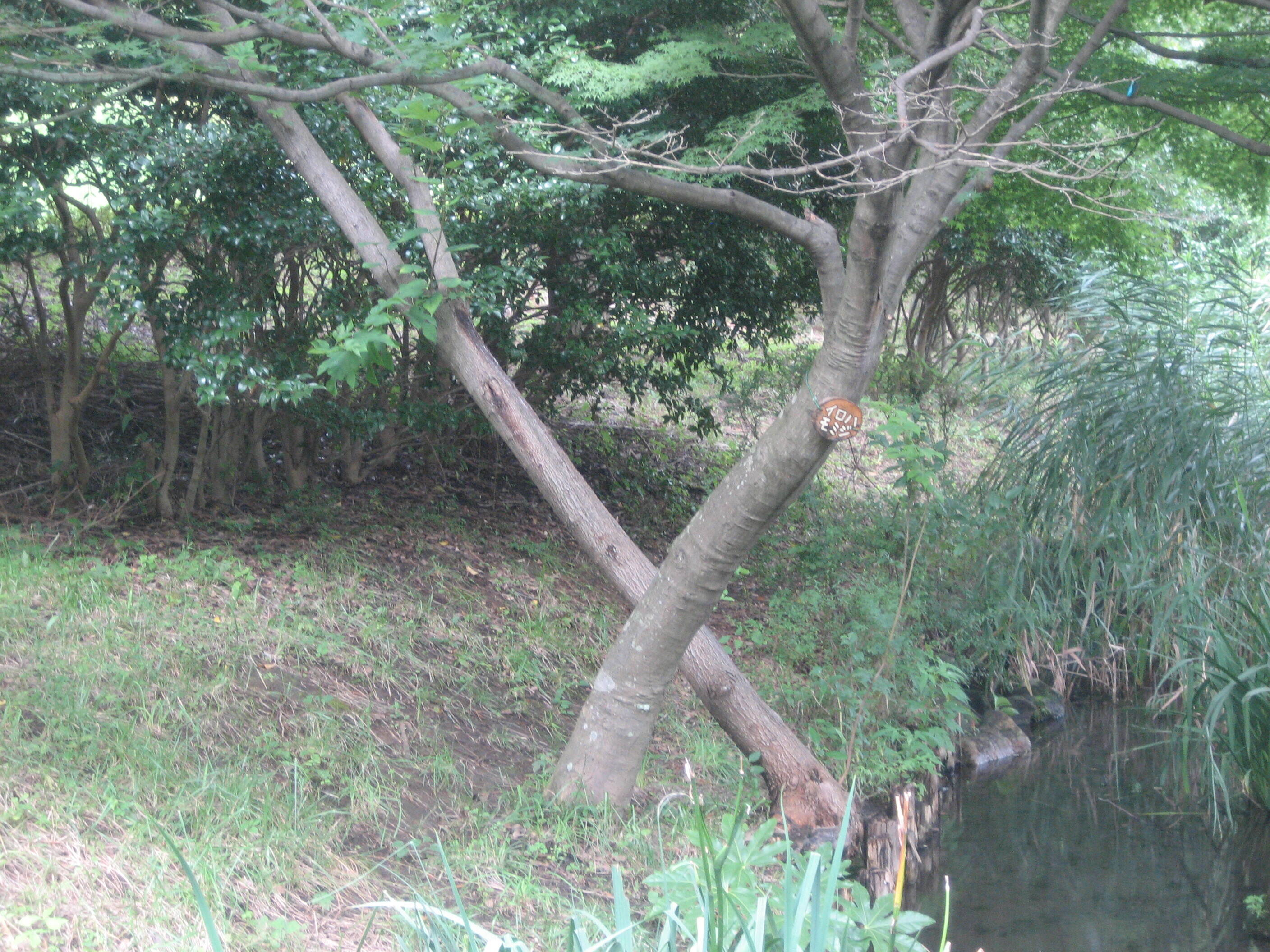 長浜公園のミステリーを探せ!(夏休み企画)の写真